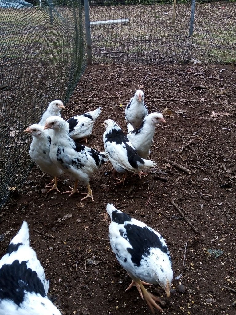 BONTE LEGHORN  (excheqeur), Dieren en Toebehoren, Meerdere dieren, Kip