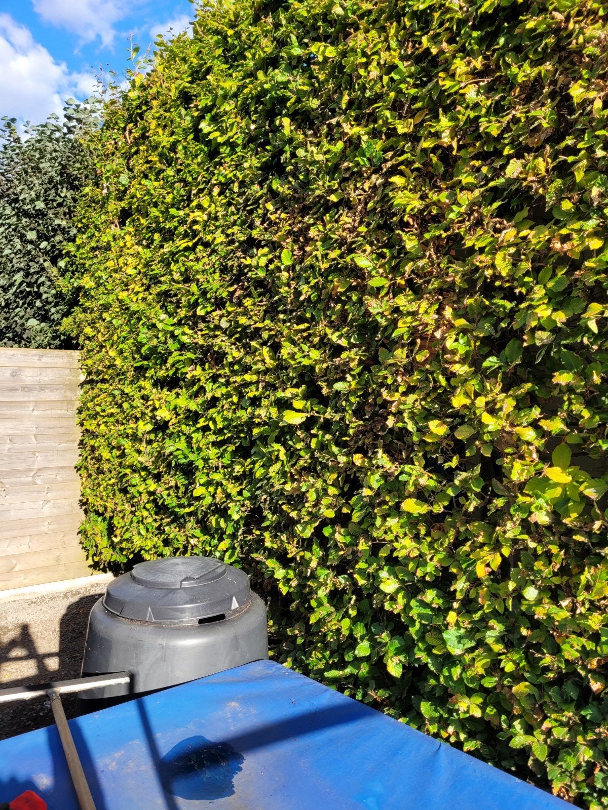 beukhaag 7 lm, Tuin en Terras, Ophalen