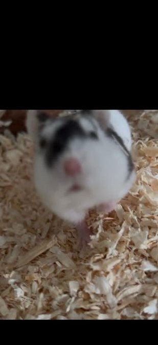 1 dwerg hamster met kooi en eten etc. erbij, Dieren en Toebehoren, Hamster, Geslacht onbekend, Januari, Tam