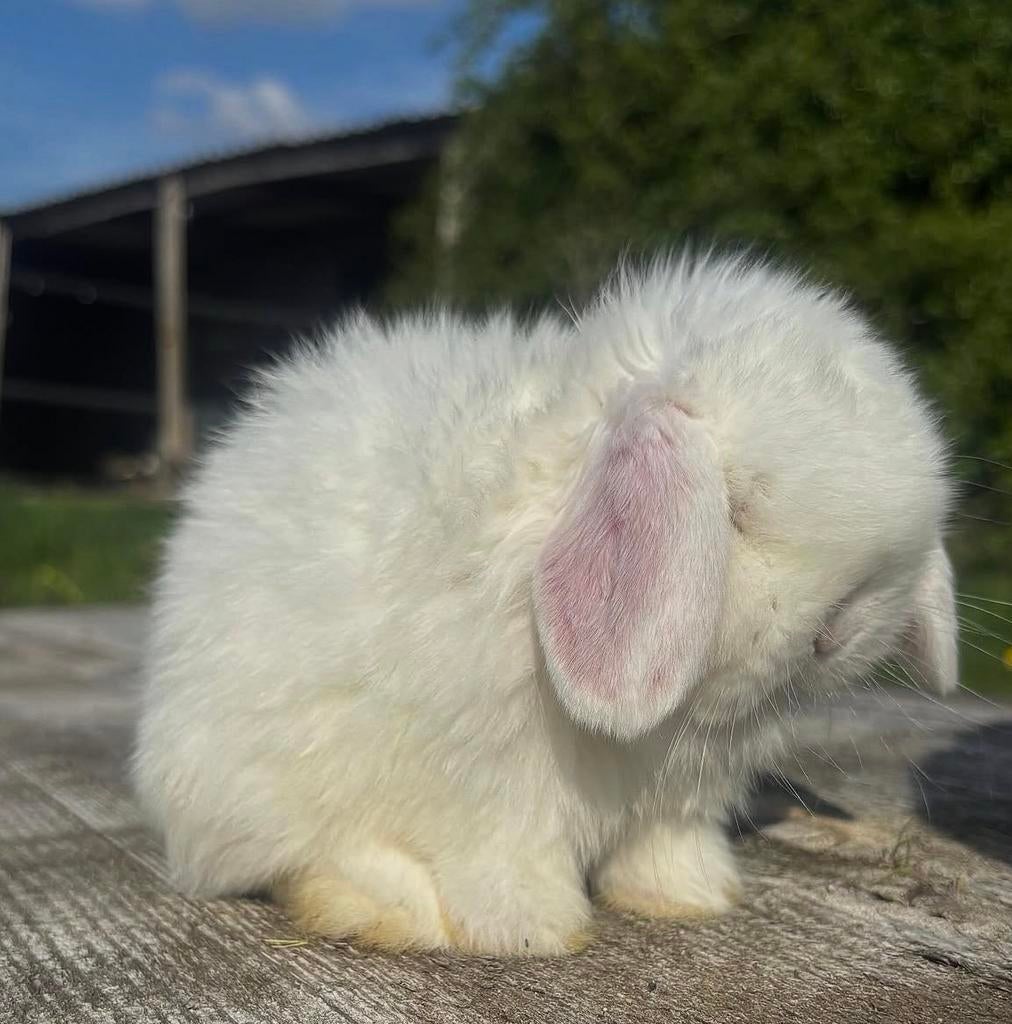 Raszuiver Minilop baby (vrouwtje), Dieren en Toebehoren, Konijnen