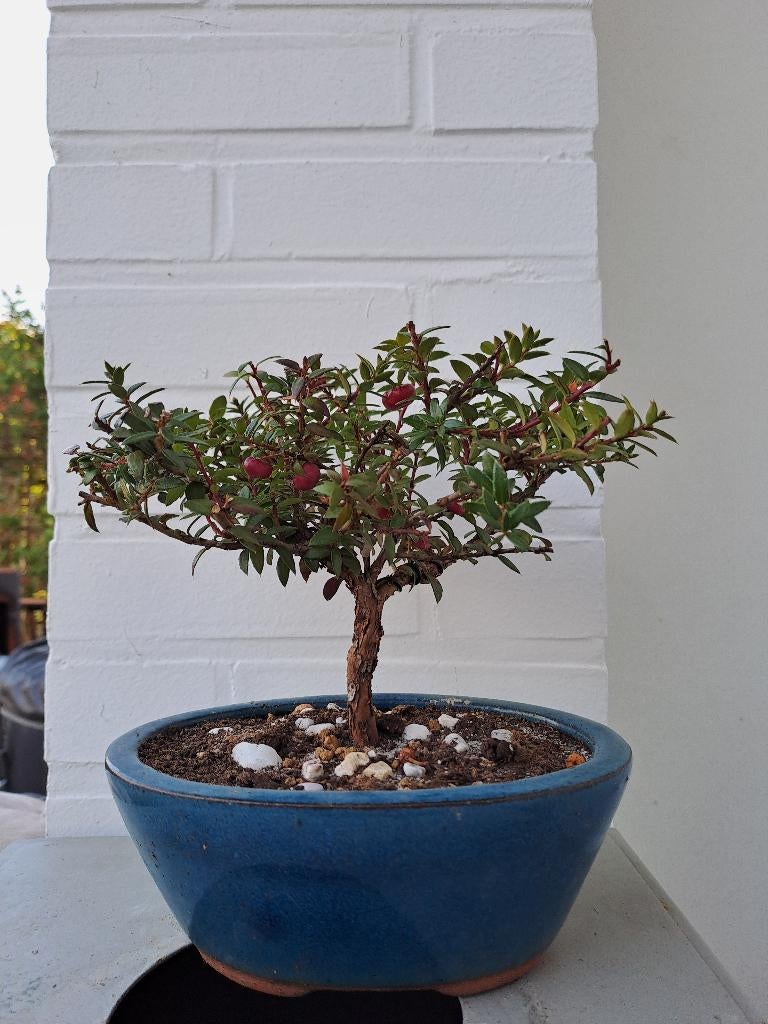 Kleine (pre)bonsai van parelbes, Halfschaduw, Overige soorten, Minder dan 100 cm, Zomer