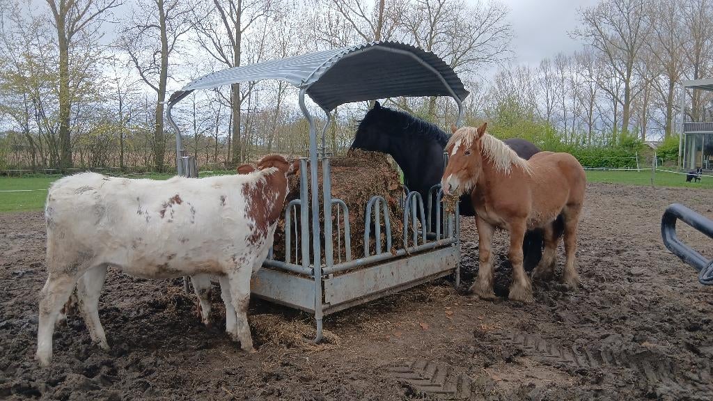 Stalhulp, groom, menner, dierenvriend. Sint-Gillis-Waas
