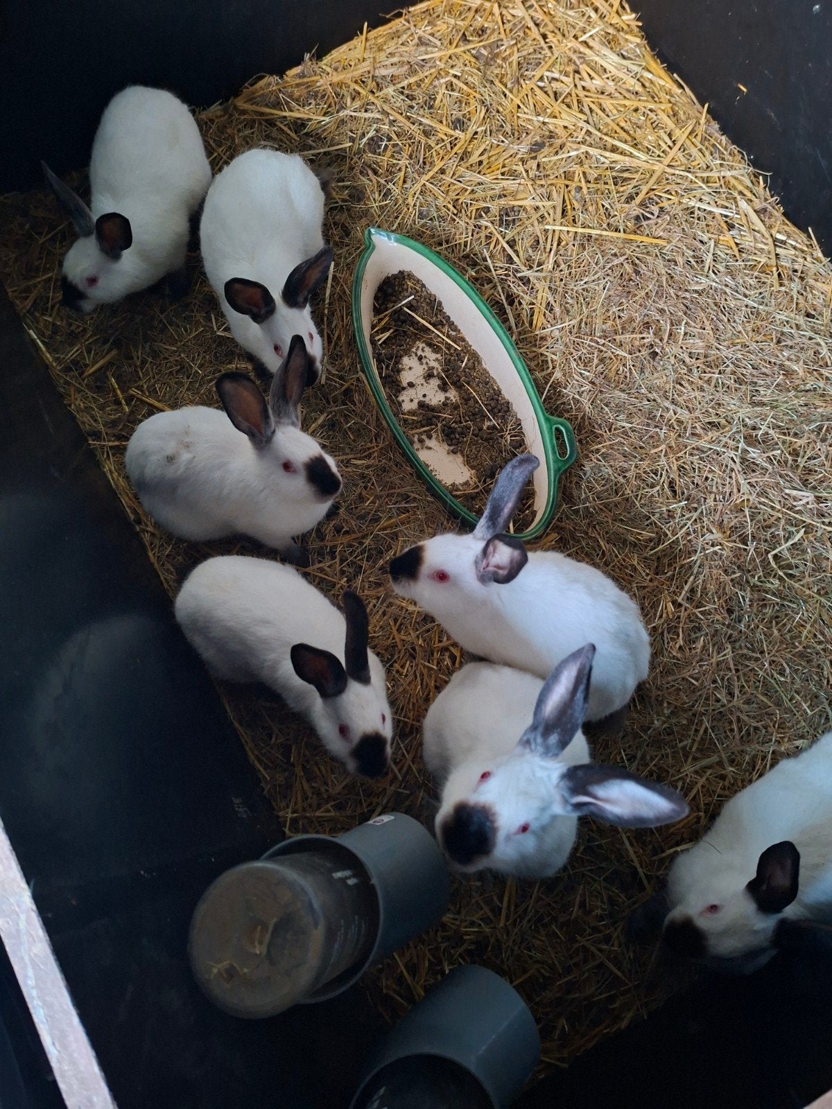 Vleeskonijnen moeren ( nog 5 ), Dieren en Toebehoren, Konijnen, Groot, Meerdere dieren, 0 tot 2 jaar