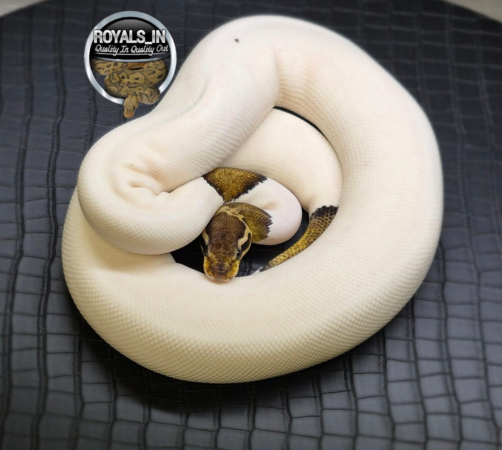 Python regius Ball Python - male for sale from ROYALS_IN