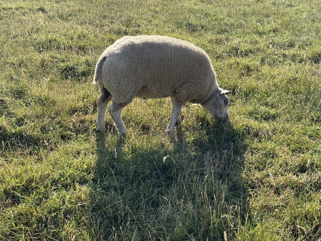 texel ramlam, Mannelijk, Schaap, 0 tot 2 jaar