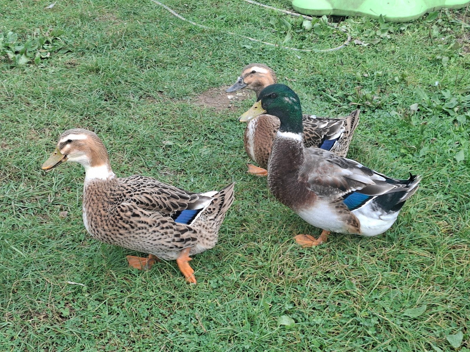 Rouen eenden te koop, Dieren en Toebehoren, Meerdere dieren, Eend