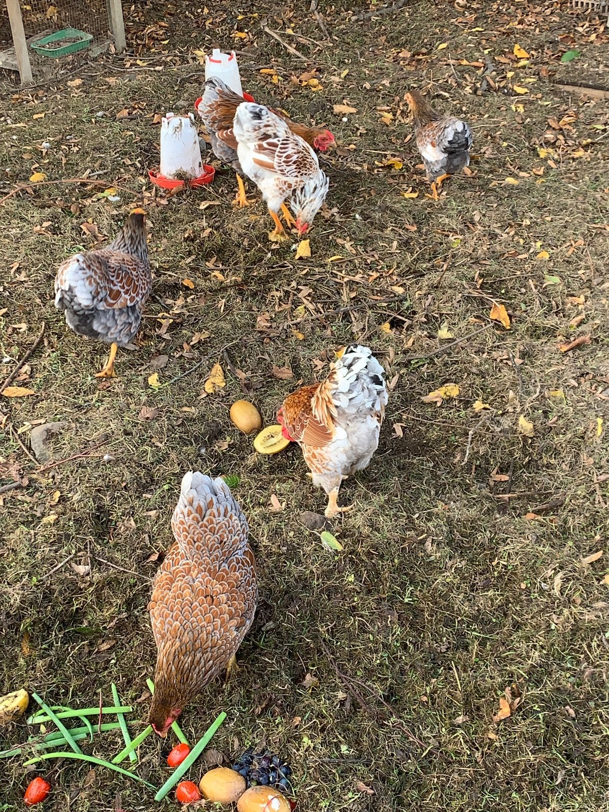 Wyandotte kriel -, Dieren en Toebehoren, Meerdere dieren, Kip