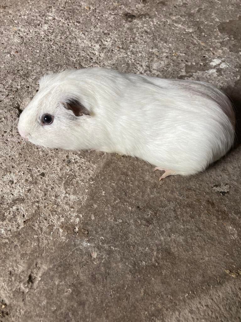Kortharige cavia beer., Animaux & Accessoires, Rongeurs, Cobaye, Mai