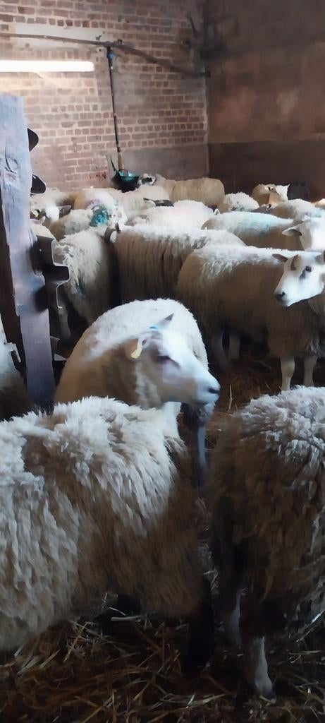 moutons/ veaux, Mouton