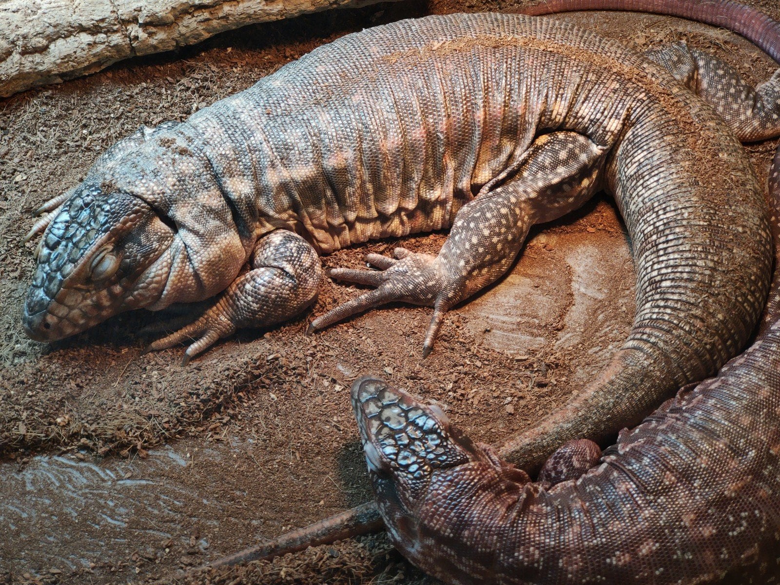 Salvator rufescens (Téju Rouge) Lézard, Animaux & Accessoires, Reptiles & Amphibiens | Accessoires, Enlèvement, Neuf, Autres types