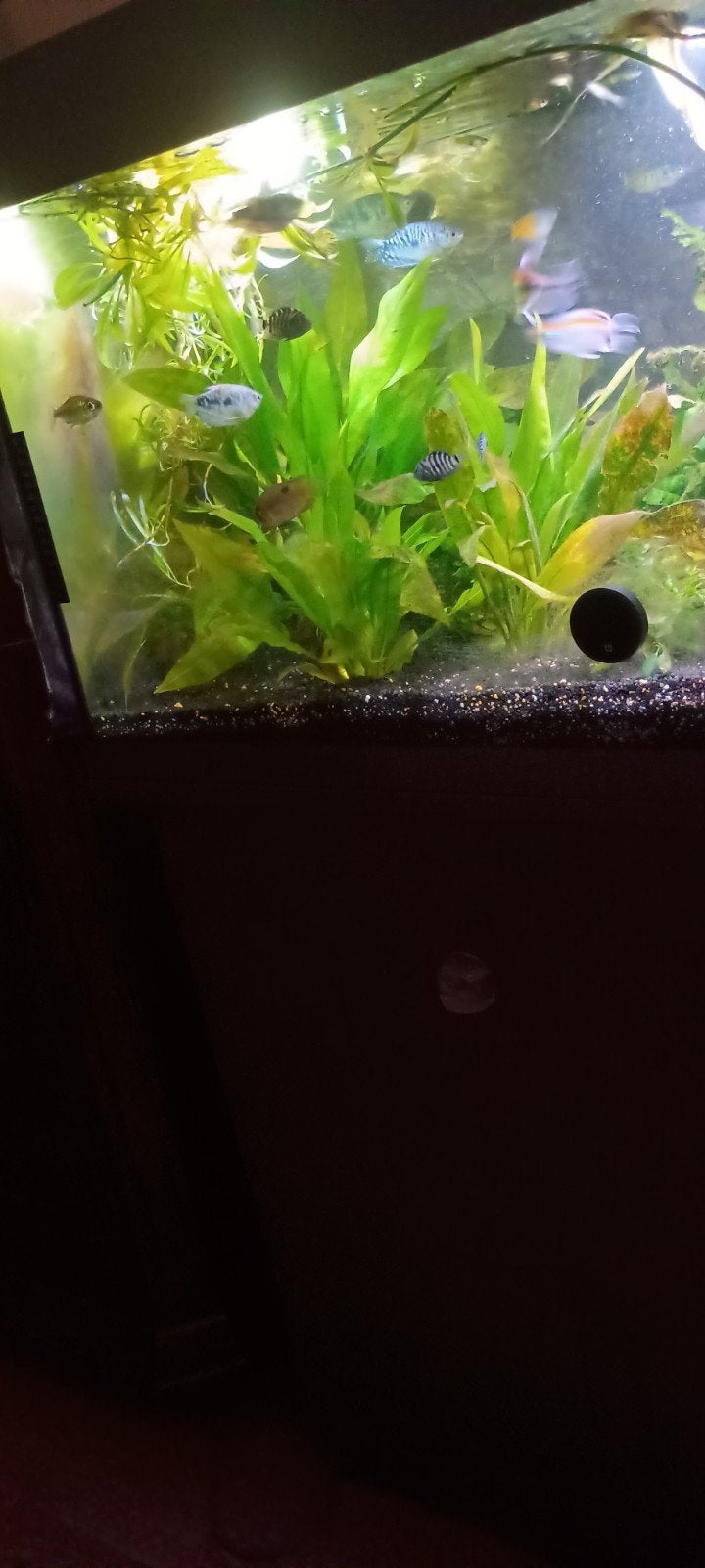 wegens sterfgeval volledige tropische vissen te koop, Animaux & Accessoires, Poissons | Poissons d'aquarium, Poisson