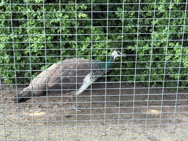 Paons à vendre, Animaux & Accessoires, Animaux Autre, Mai, Femelle