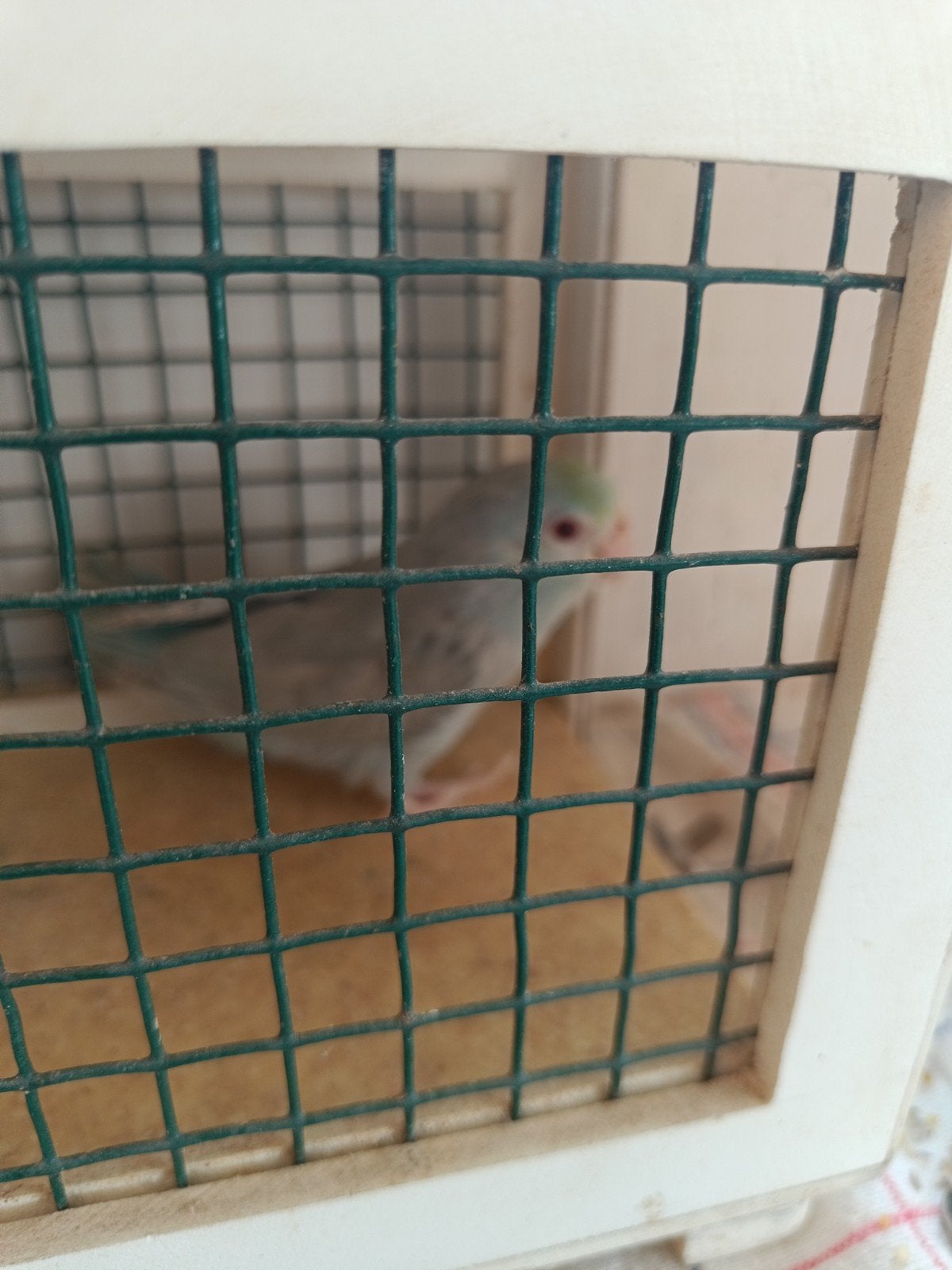 mutations des pupilles en jachère, Enlèvement