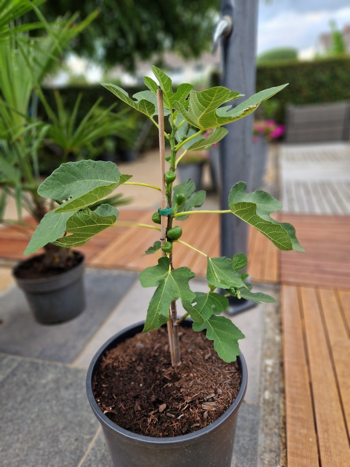 Vijgenboom Brown Turkey, Tuin en Terras, Planten | Fruitbomen, Ophalen, Vijgenboom