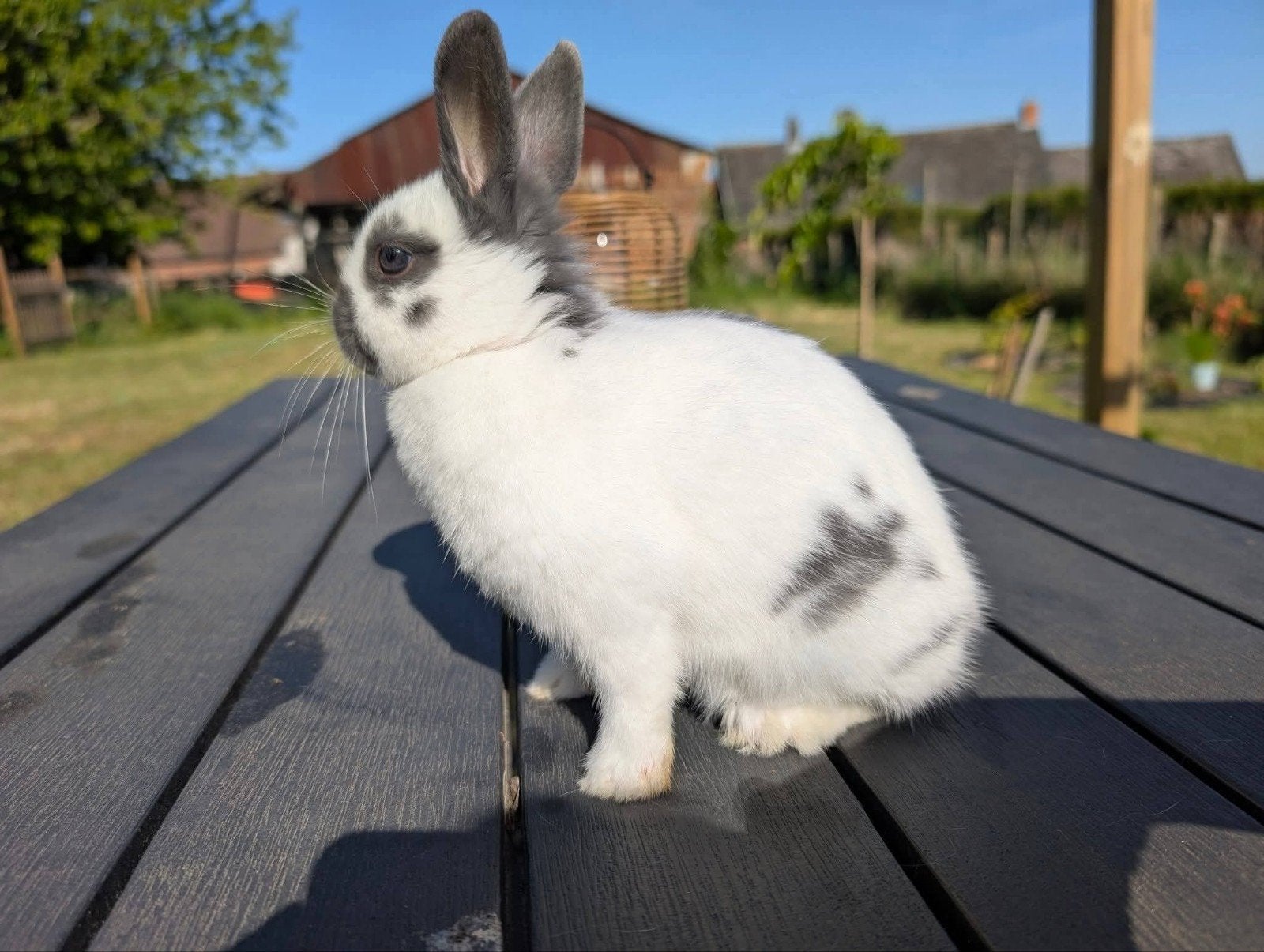 nain papillon F, Dieren en Toebehoren, Overige Dieren-accessoires, Ophalen