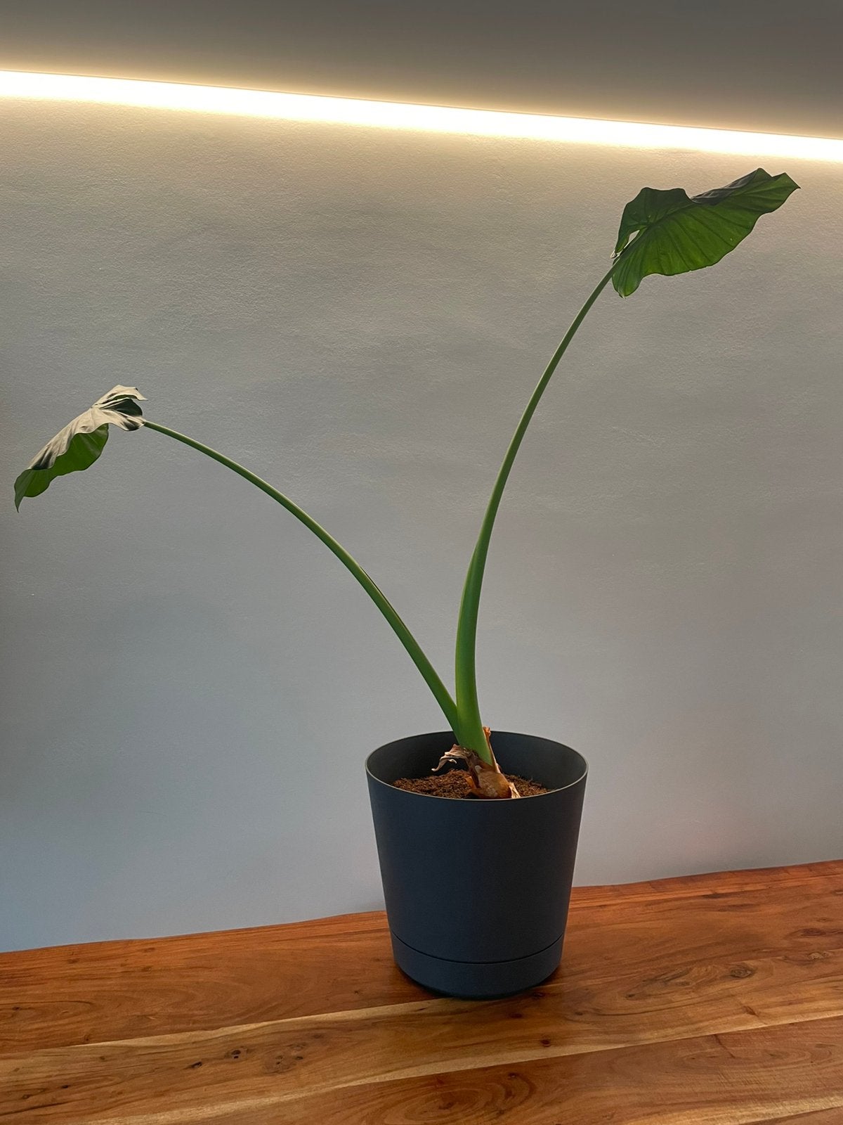 Grote plant, Enlèvement