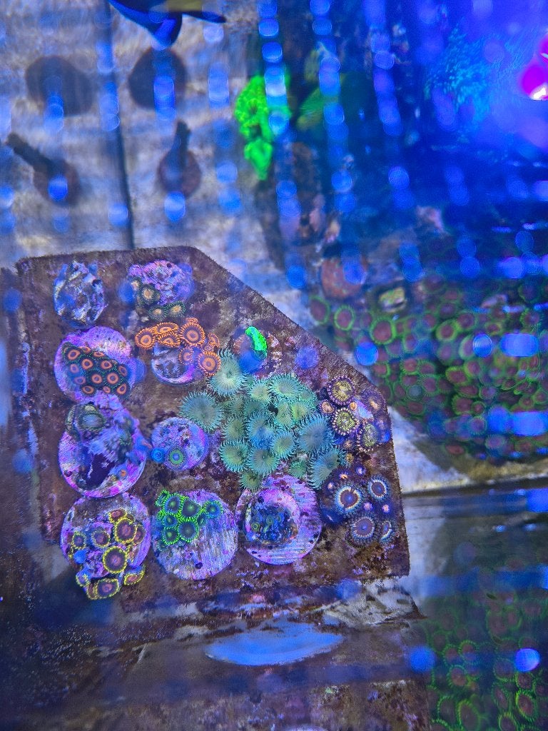 zoa en SPS koraal, Autres types, Poisson de mer