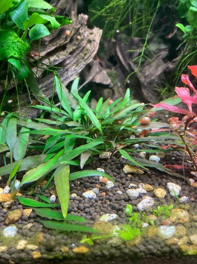 cryptocoryne groen, Dieren en Toebehoren, Ophalen