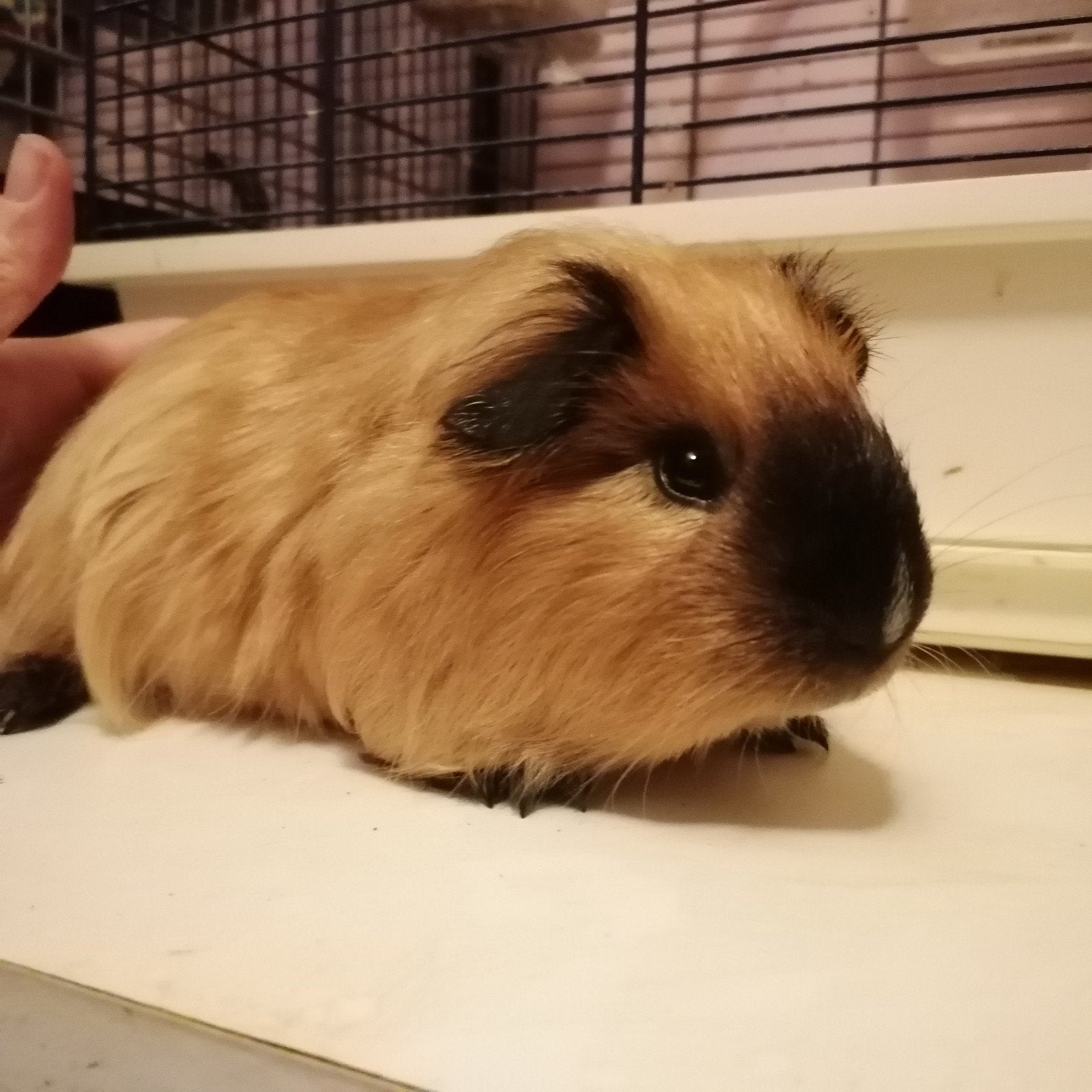 Cavia beertje, Animaux & Accessoires, Rongeurs, Juin, Mâle, Cobaye