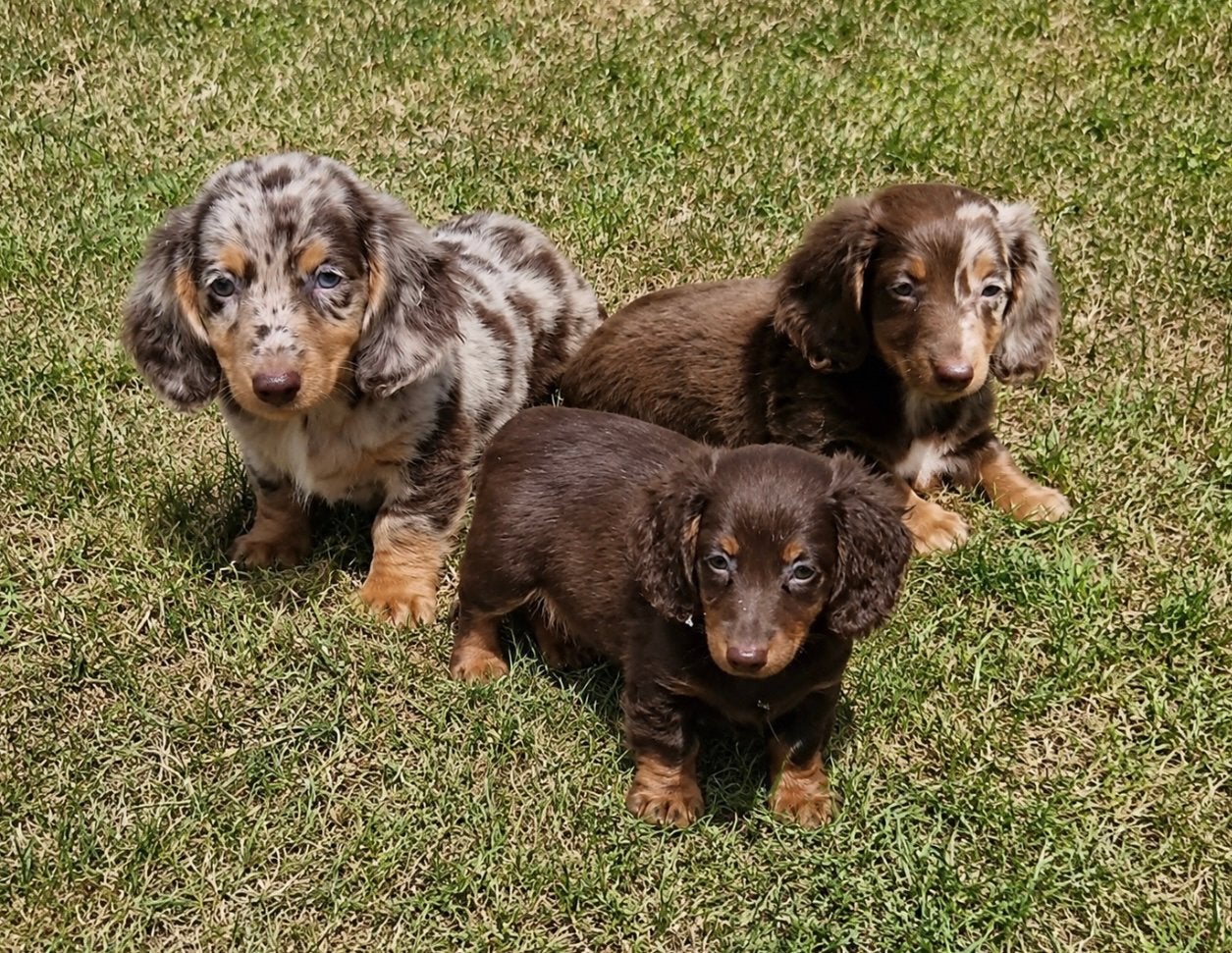teckel pups,dwerg,langhaar,merle,choco-tan,reu, België, Reu, 8 tot 15 weken, Dwerg