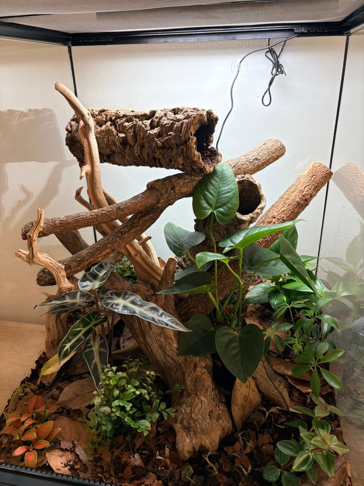 Gargoyle gekko + terrarium + inrichting, Animaux & Accessoires, Reptiles & Amphibiens | Accessoires, Enlèvement, Comme neuf