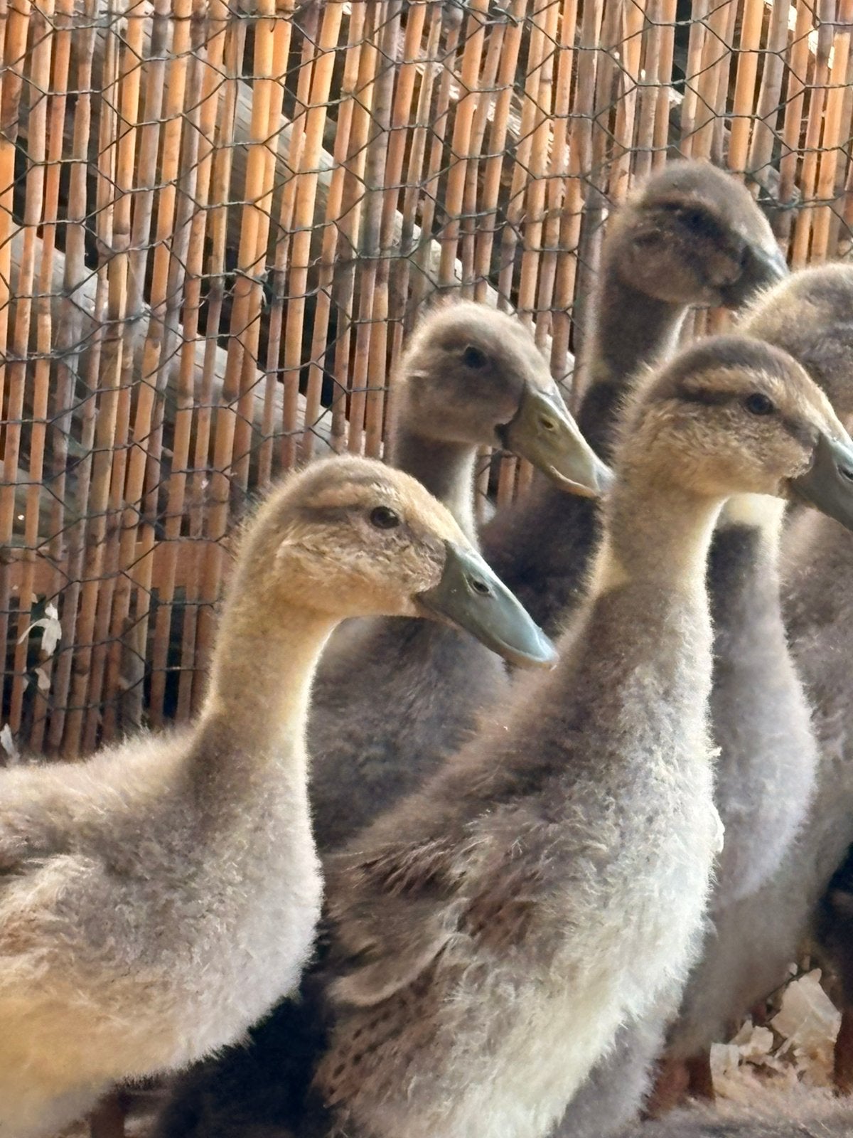 Jonge loopeendjes, Dieren en Toebehoren, Pluimvee