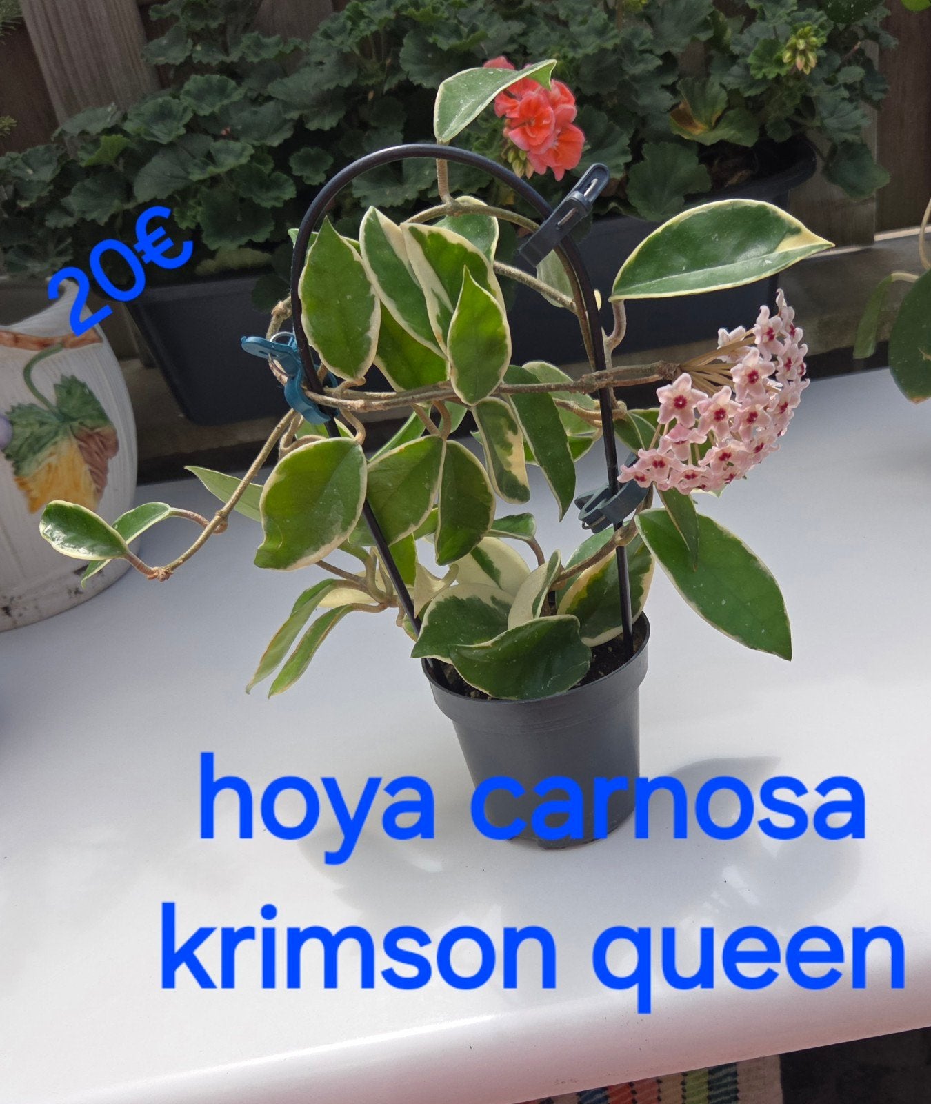 Hoya, Envoi
