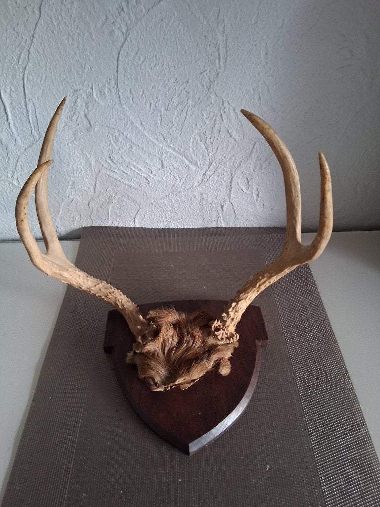 BOIS DE CERF, Collections, Enlèvement ou Envoi, Cerf