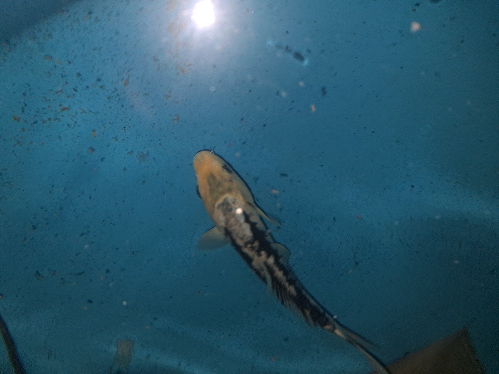 Koi, Dieren en Toebehoren, Vissen | Vijvervissen