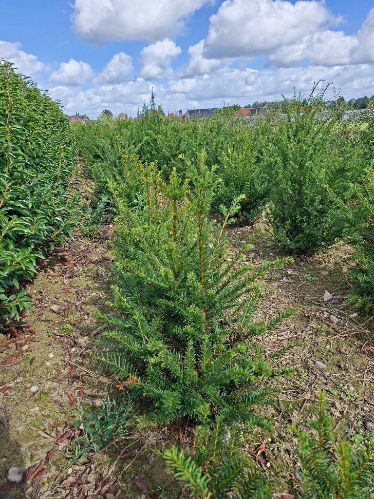 Taxus, Ophalen, Taxus