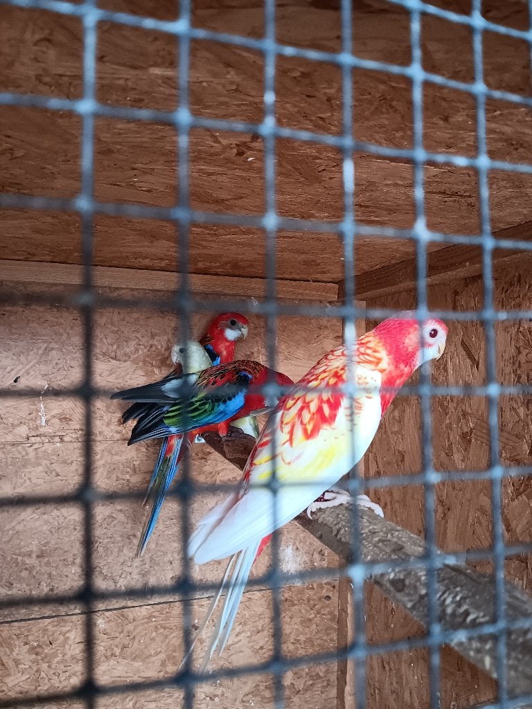 rubino rosella, Animaux & Accessoires, Oiseaux | Perruches & Perroquets, Femelle, Perruche, Bagué