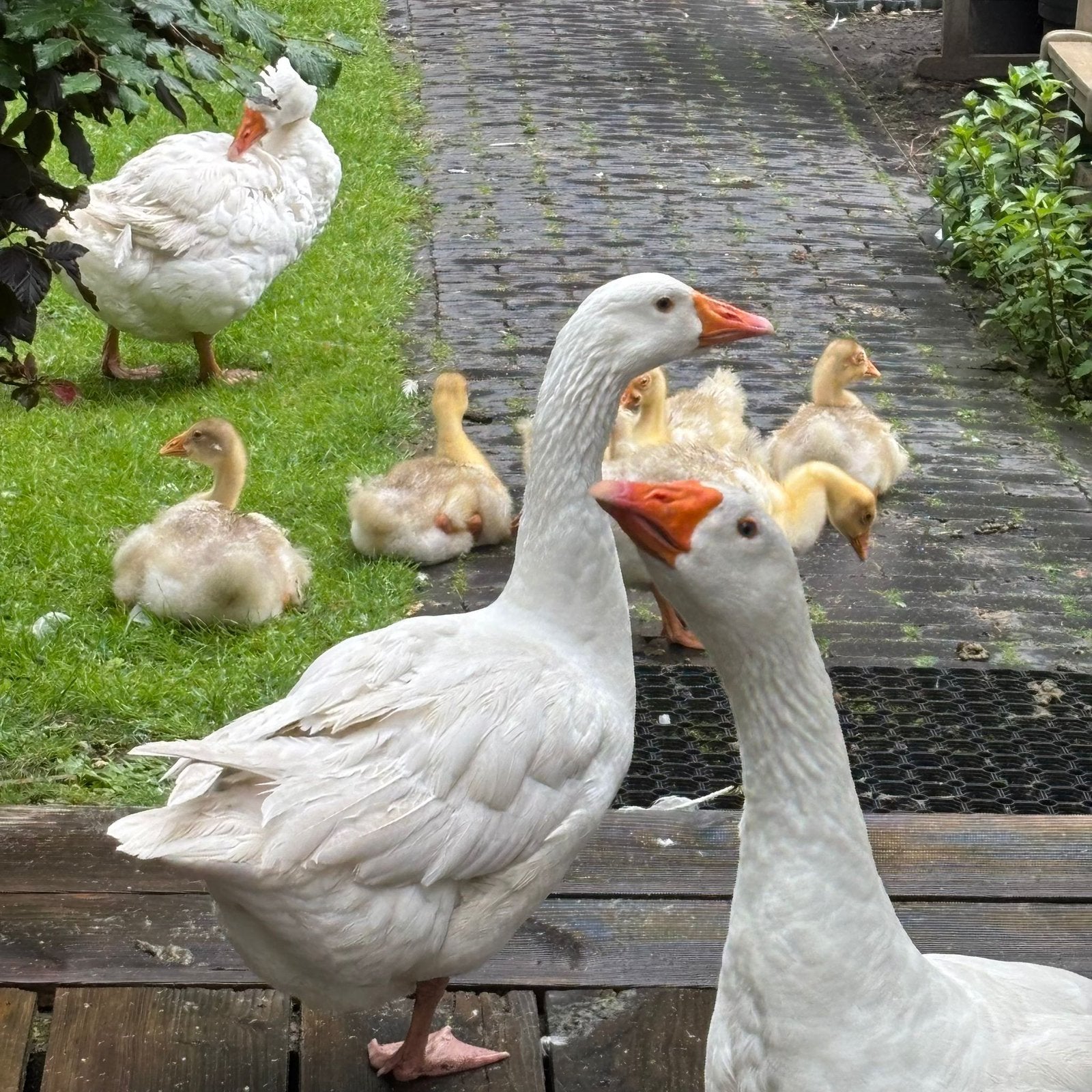6 ganzenkuikens (witte) te koop, Geslacht onbekend, Gans of Zwaan