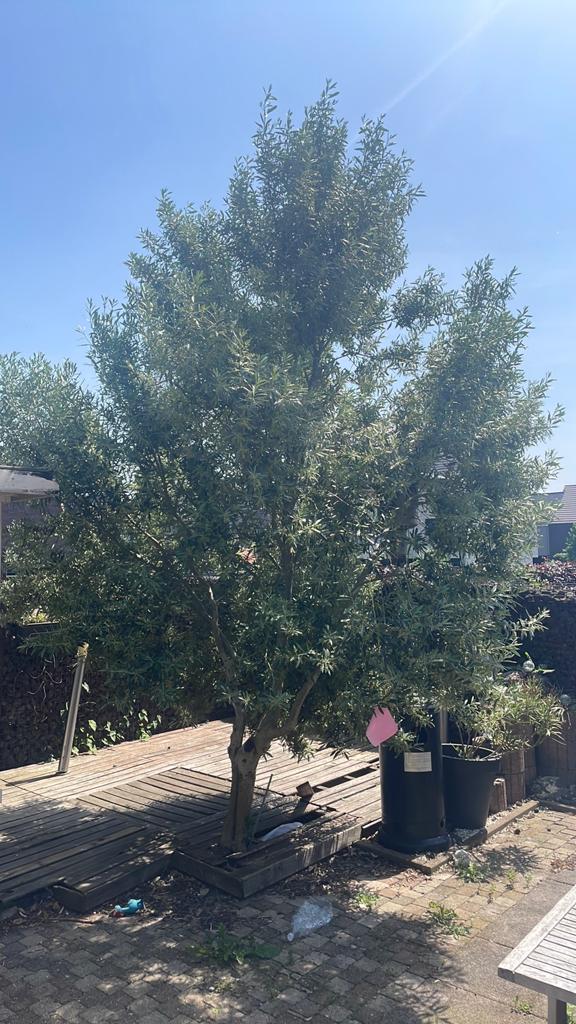 Olijboom, Tuin en Terras, Ophalen