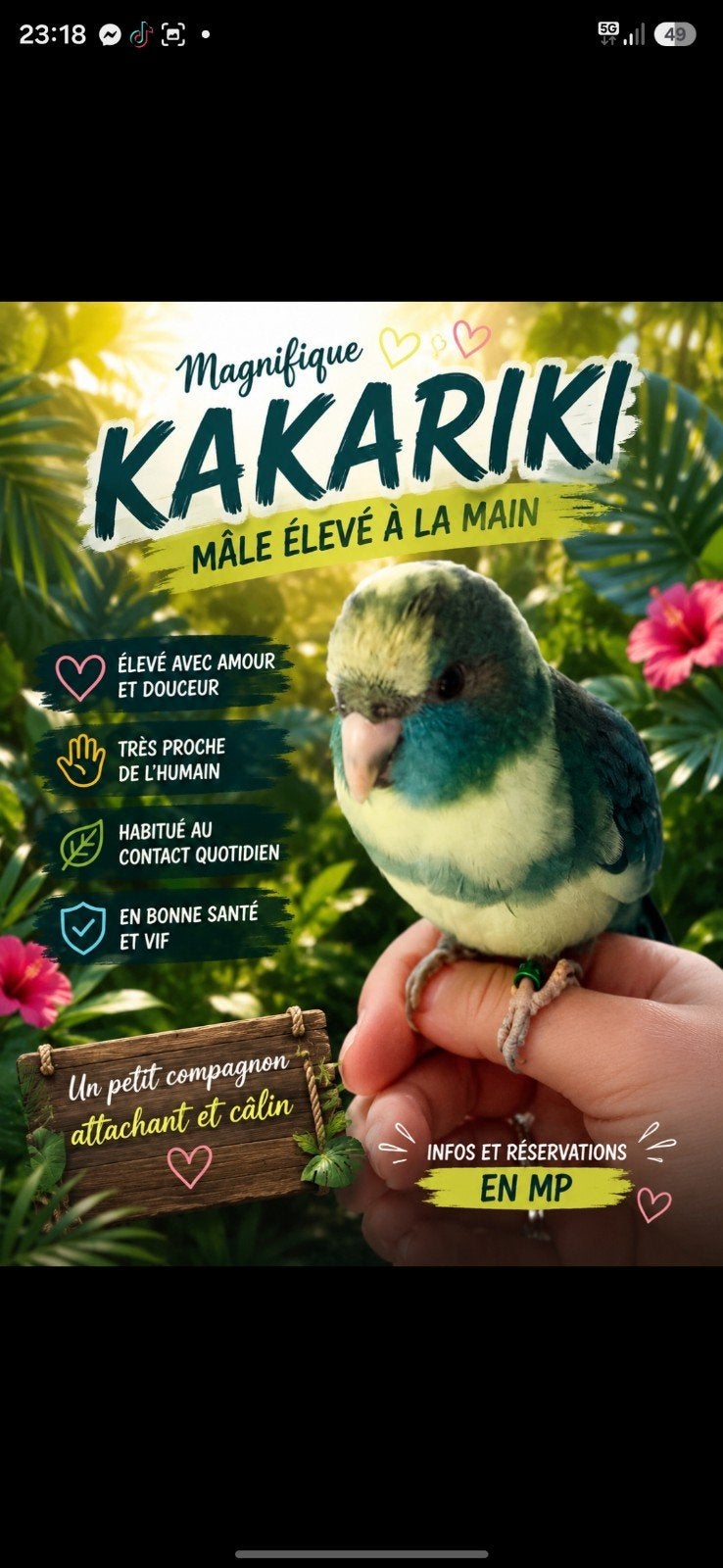 Kakariki male, Animaux & Accessoires, Oiseaux | Cages & Volières, Enlèvement
