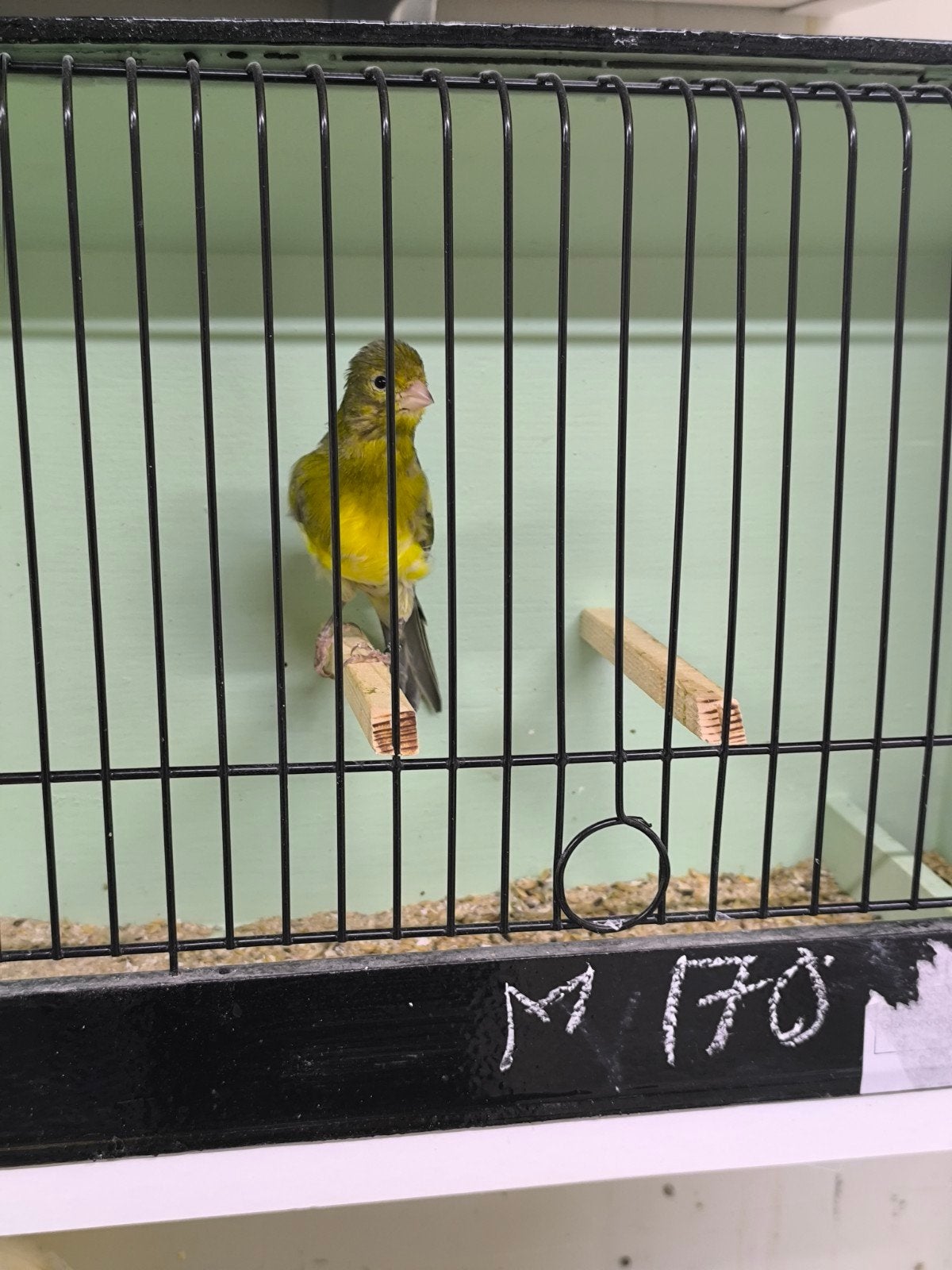 Irish fancy kanaries 2026, Plusieurs animaux, Canari de posture