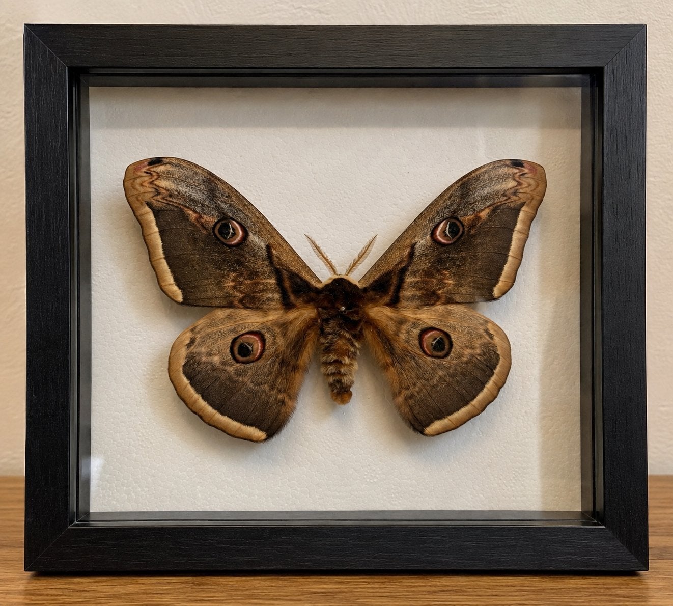 Giant Peacock moth, Papillons ou Chenilles