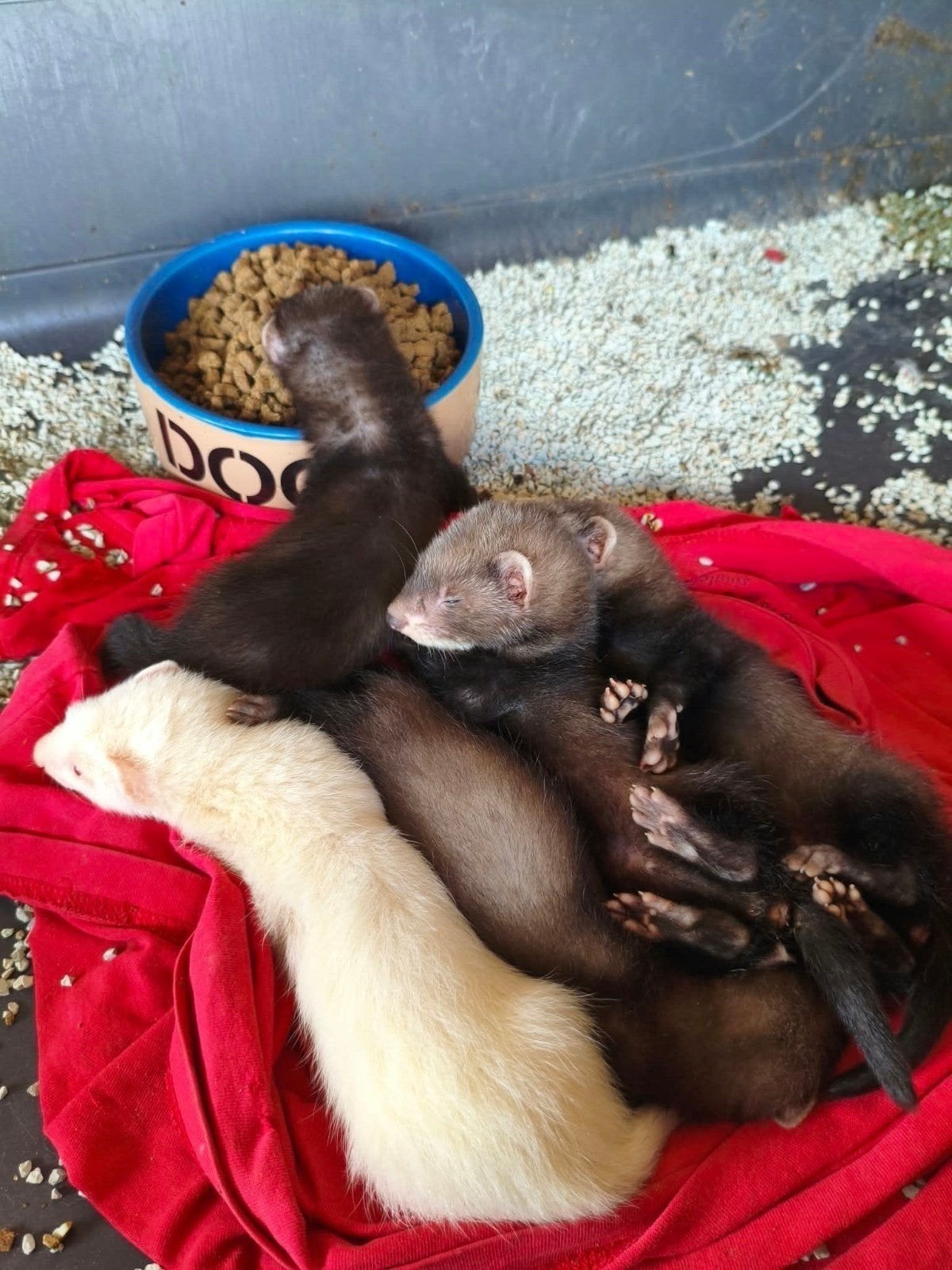fret, Dieren en Toebehoren, Juli, Meerdere dieren, Fret