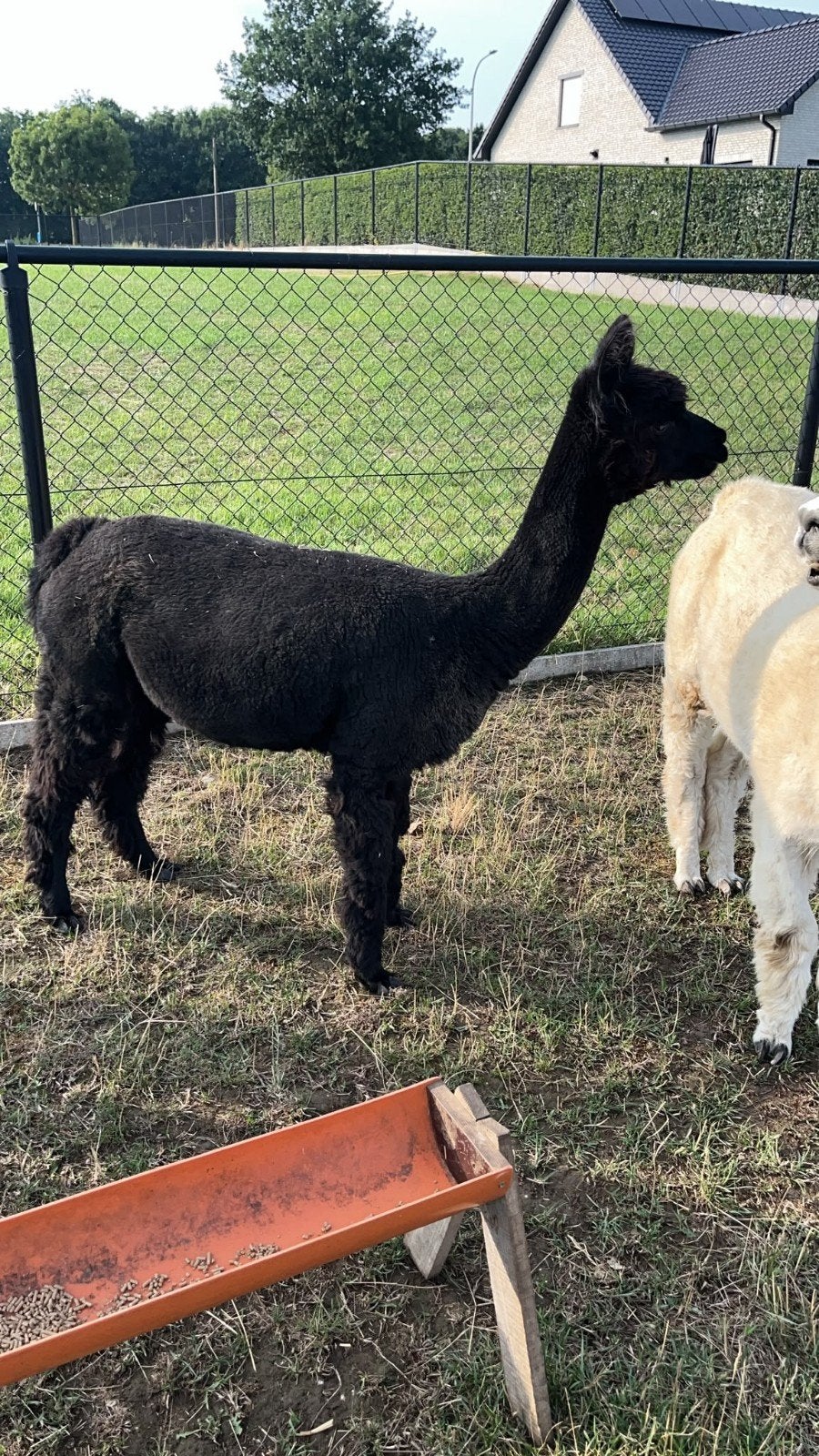 Alpaca merrie, Dieren en Toebehoren, Overige Dieren, Augustus, Mannelijk
