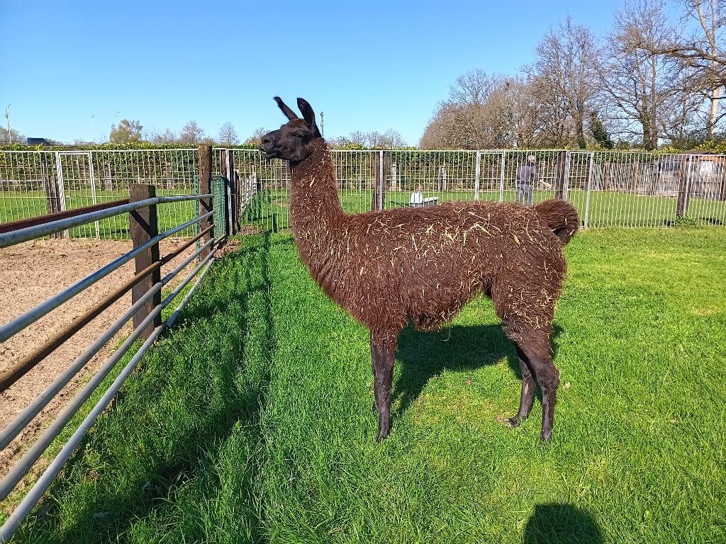2 lama ruinen, Dieren en Toebehoren, Januari