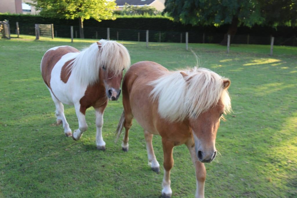 Shetlandpony, Dieren en Toebehoren, Pony's