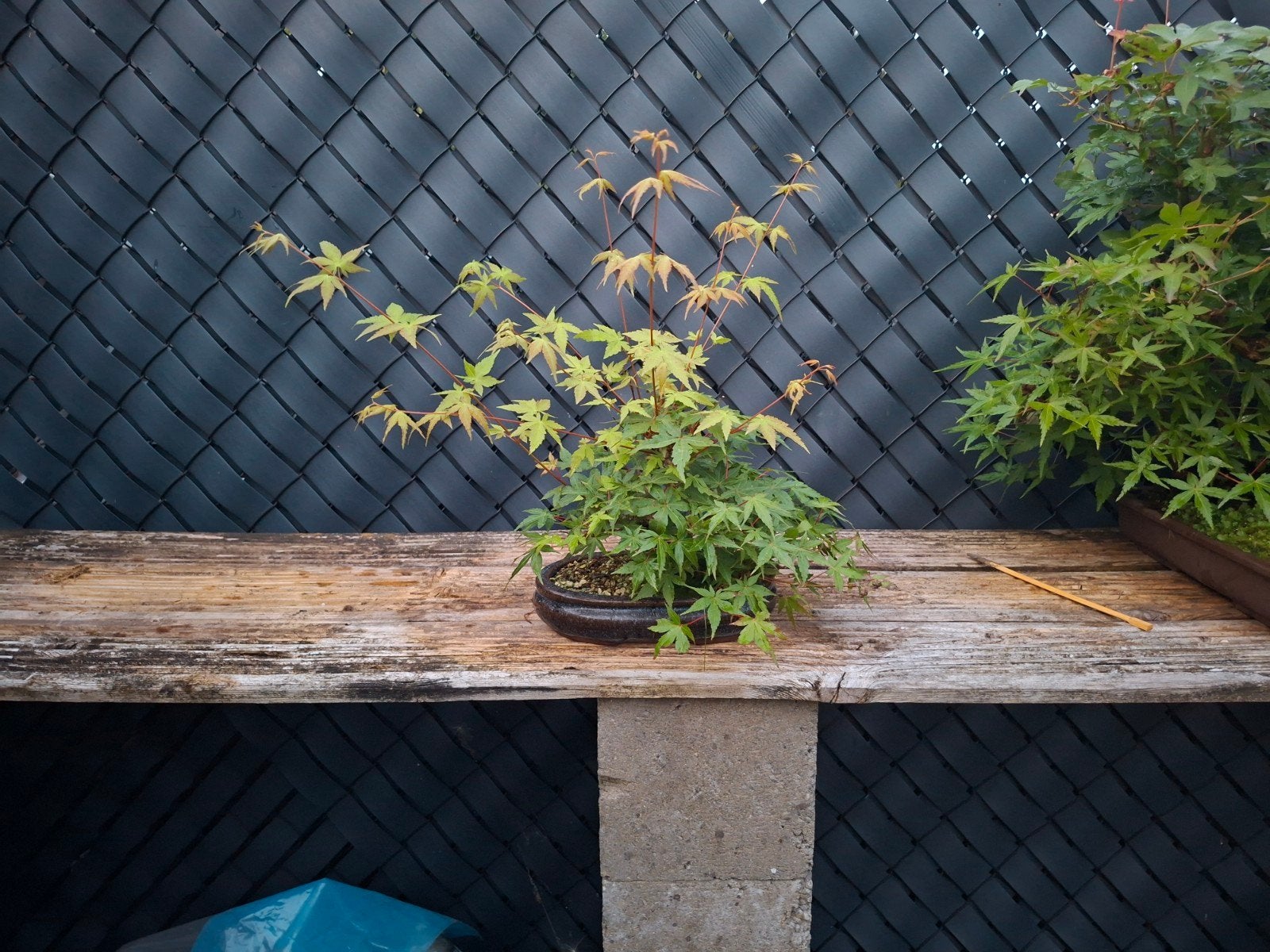 Esdoorn bonsai (acer palmatum), Tuin en Terras, Ophalen