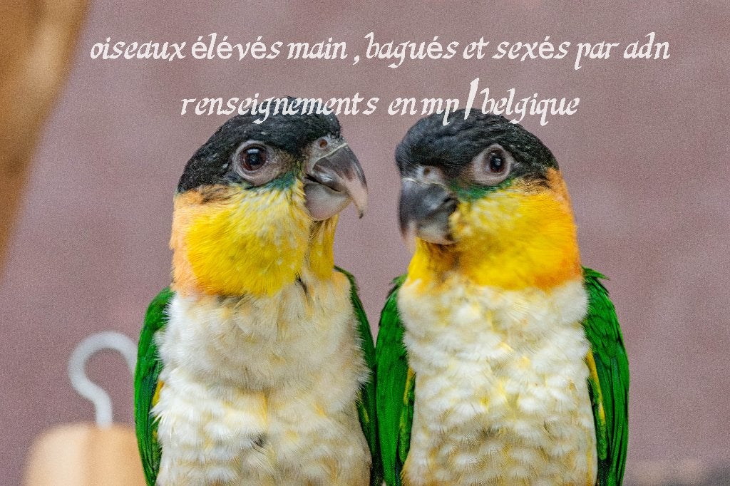 caique élevé main 2026, Femelle, Perroquet, Parleur