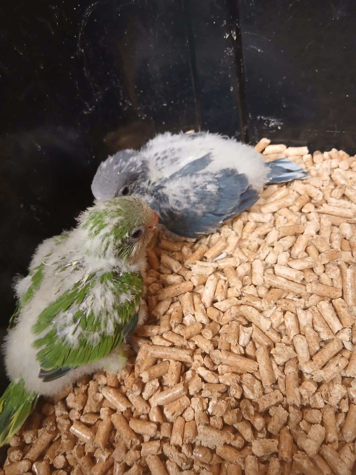 muisparkieten, Dieren en Toebehoren, Vogels | Parkieten en Papegaaien, Geringd