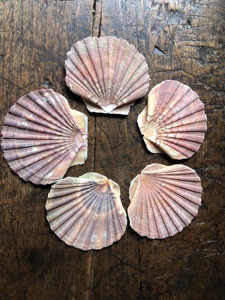 5 zeldzame platte Sint Jacobs schelpen, Ophalen, Schelp(en)
