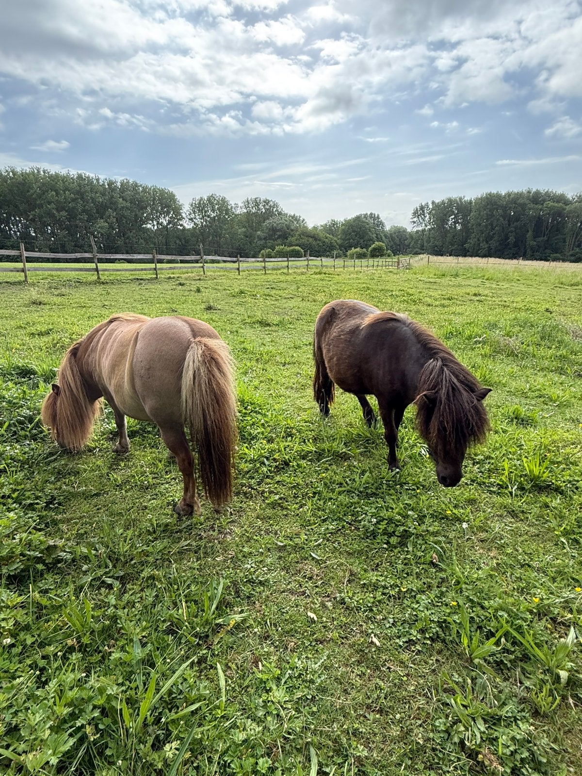 Verzorg Shetlandpony’s, Animaux & Accessoires, Poneys, Jument