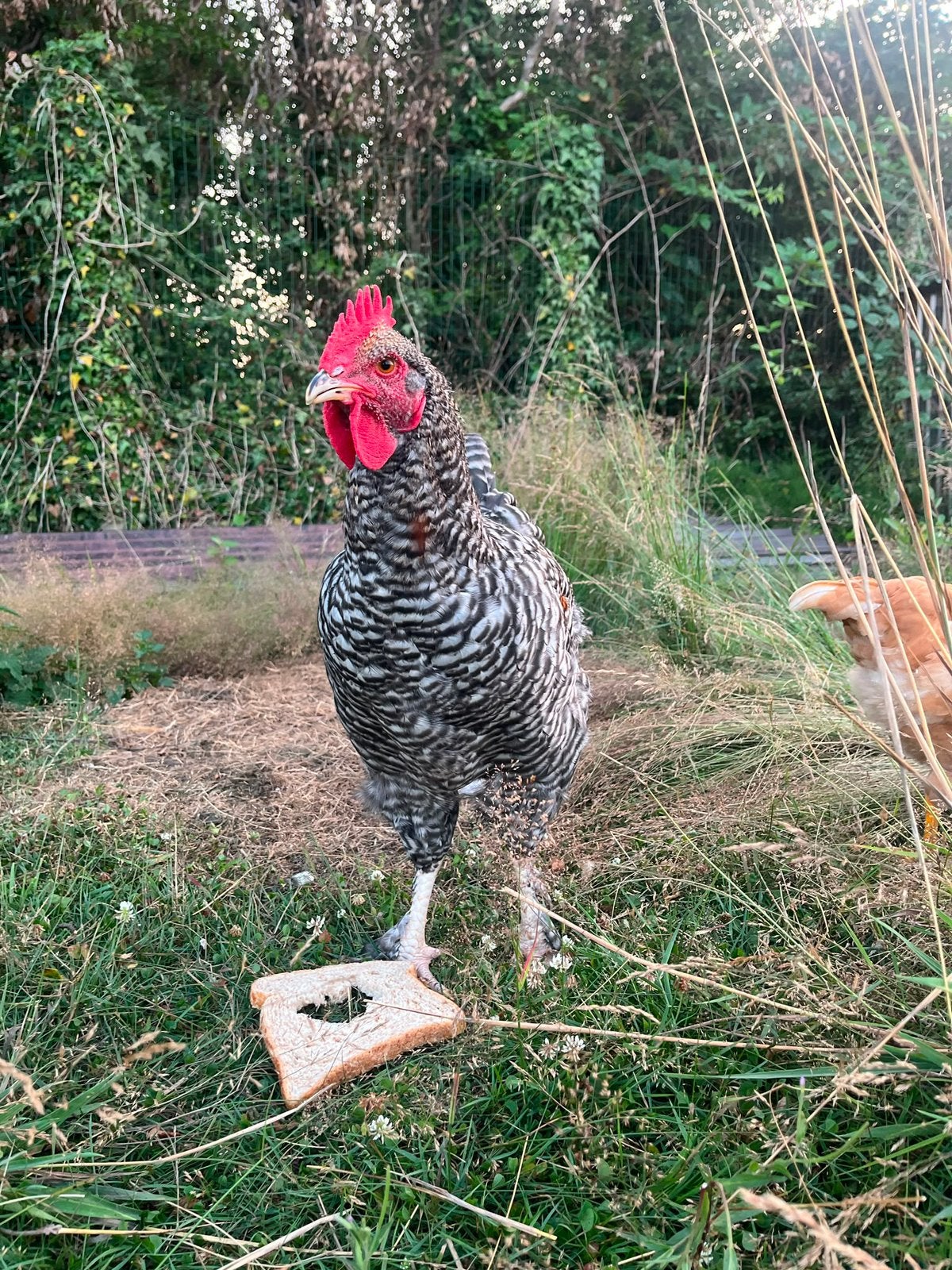 Haan-mechelse koekoek, Mannelijk, Kip