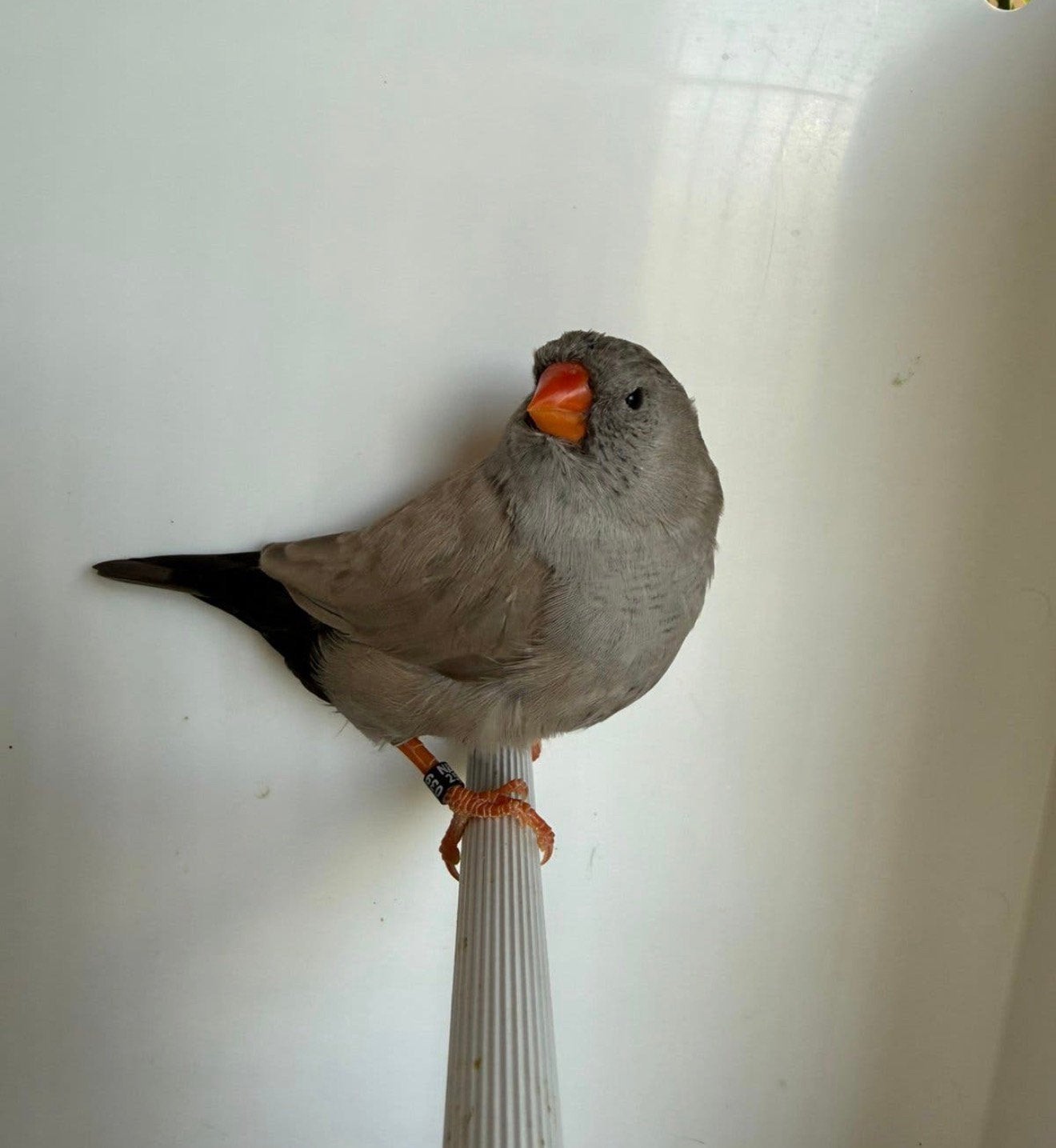 Koppel zebravinken grijs split Charcoal x vol Charcoal, Dieren en Toebehoren, Geringd