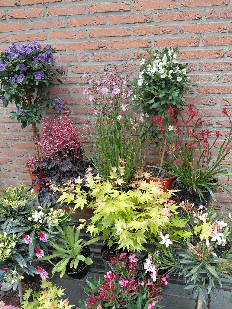 Terras planten, Enlèvement