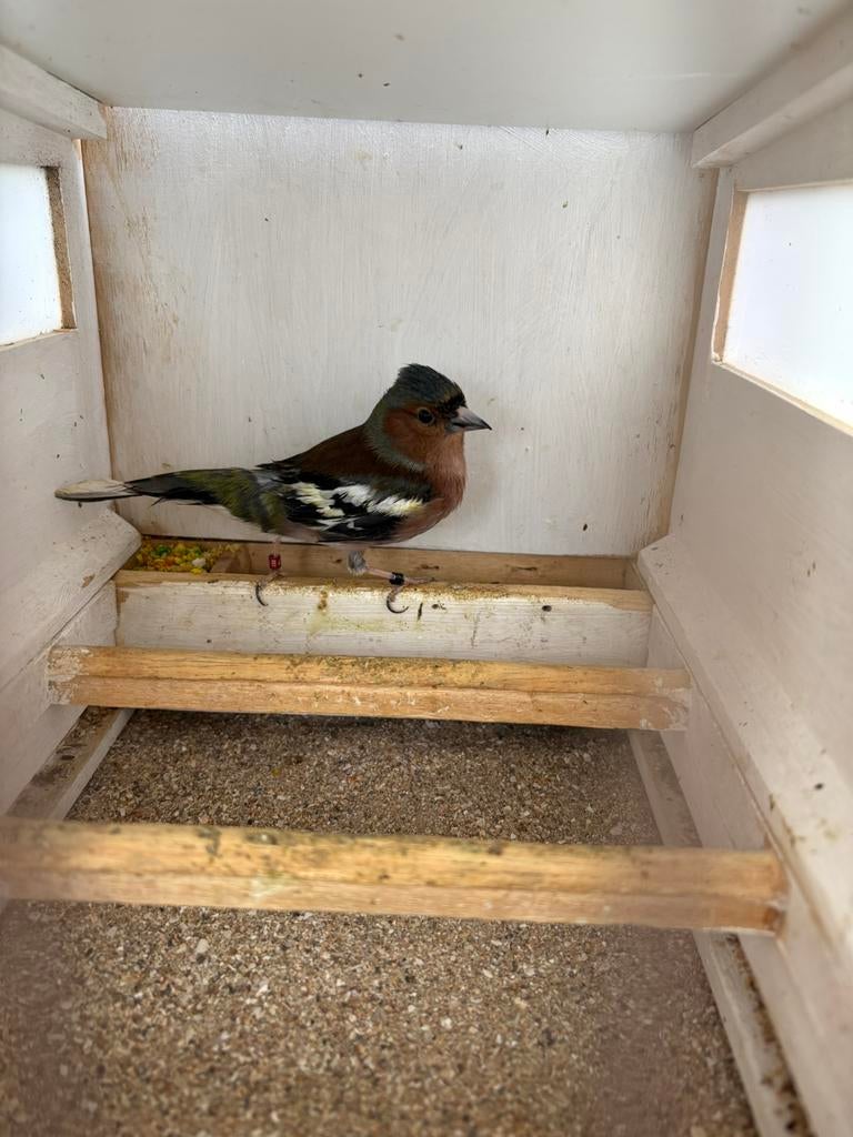 Botvink, Animaux & Accessoires, Oiseaux | Oiseaux Autre, Mâle, Oiseau chanteur sauvage, Bagué
