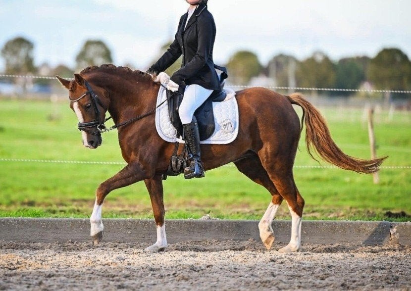 6 jarige grote C New Forest merrie, Dieren en Toebehoren, Merrie, Met stamboom, B, 3 tot 6 jaar